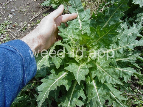 henbane, black